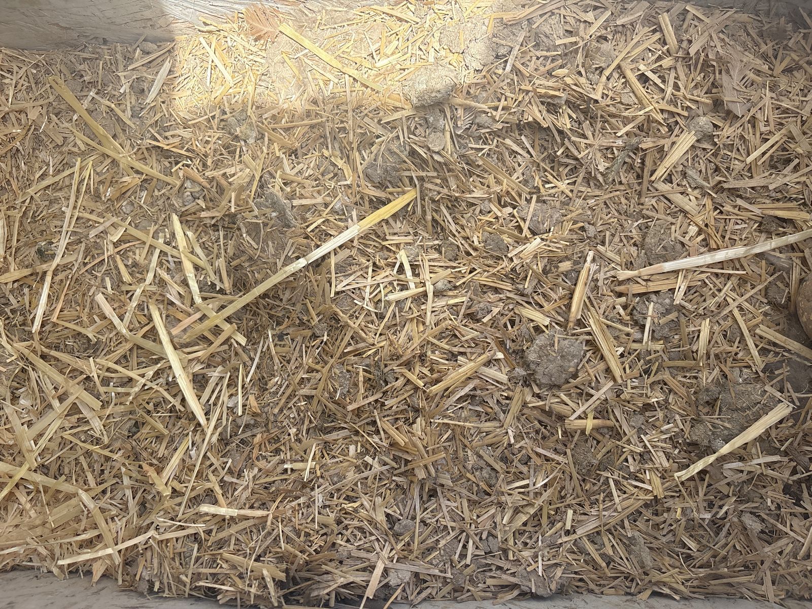 Chicken poop fertilizer
