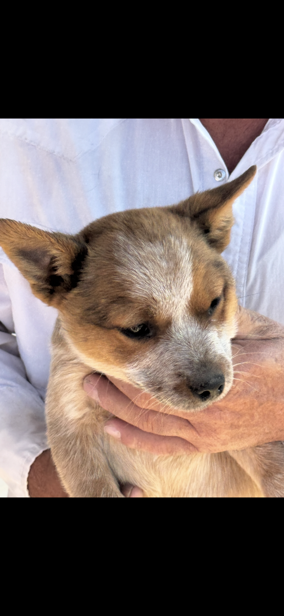 HEELERS- 1 RED MALE  9 WKS, 1 RED FEMALE     4 MONTHS OLD