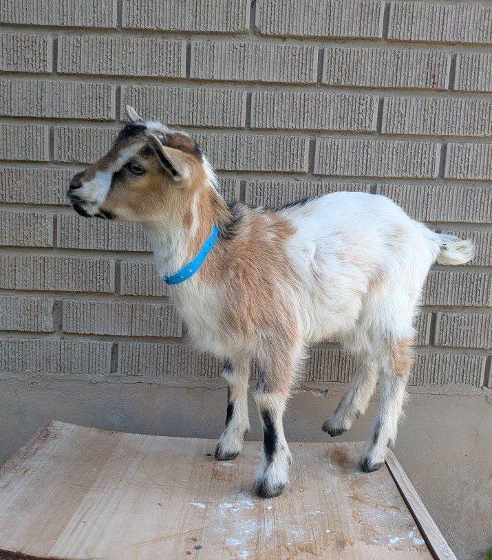 Dwarf Goat Bottle Baby Boy