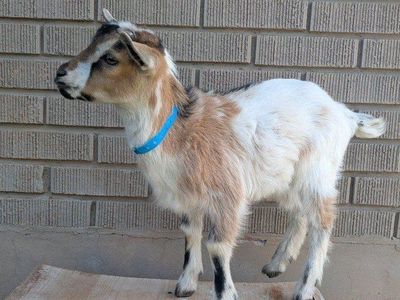 Dwarf Goat Bottle Baby Boy
