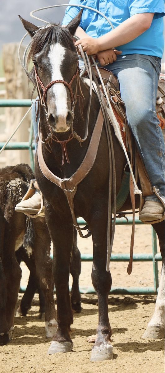 4 year old gelding