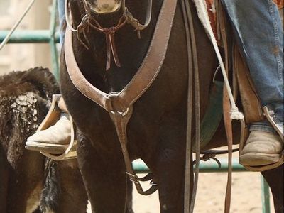 4 year old gelding