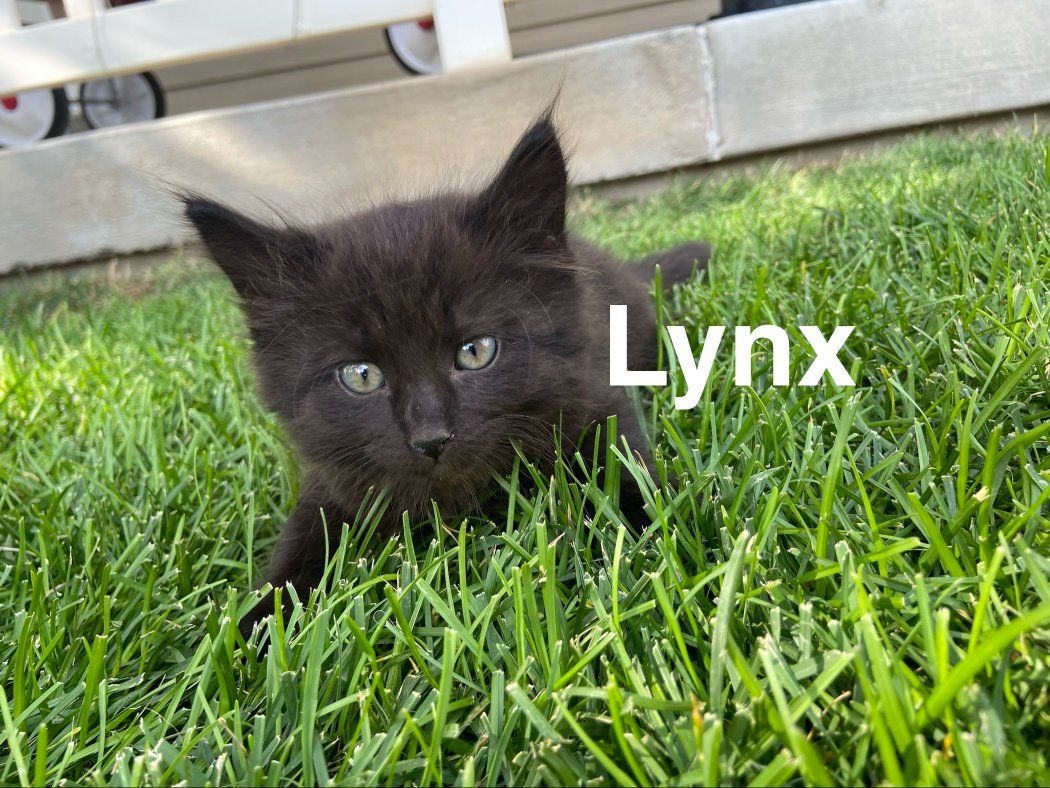Adorable Black Kittens - Ready for a Loving Home!