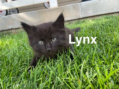 Adorable Black Kittens - Ready for a Loving Home!