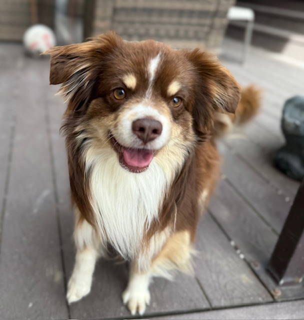 Purebred Mini Aussie