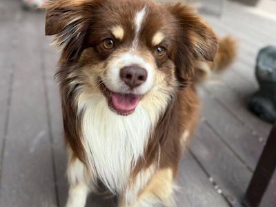 Purebred Mini Aussie