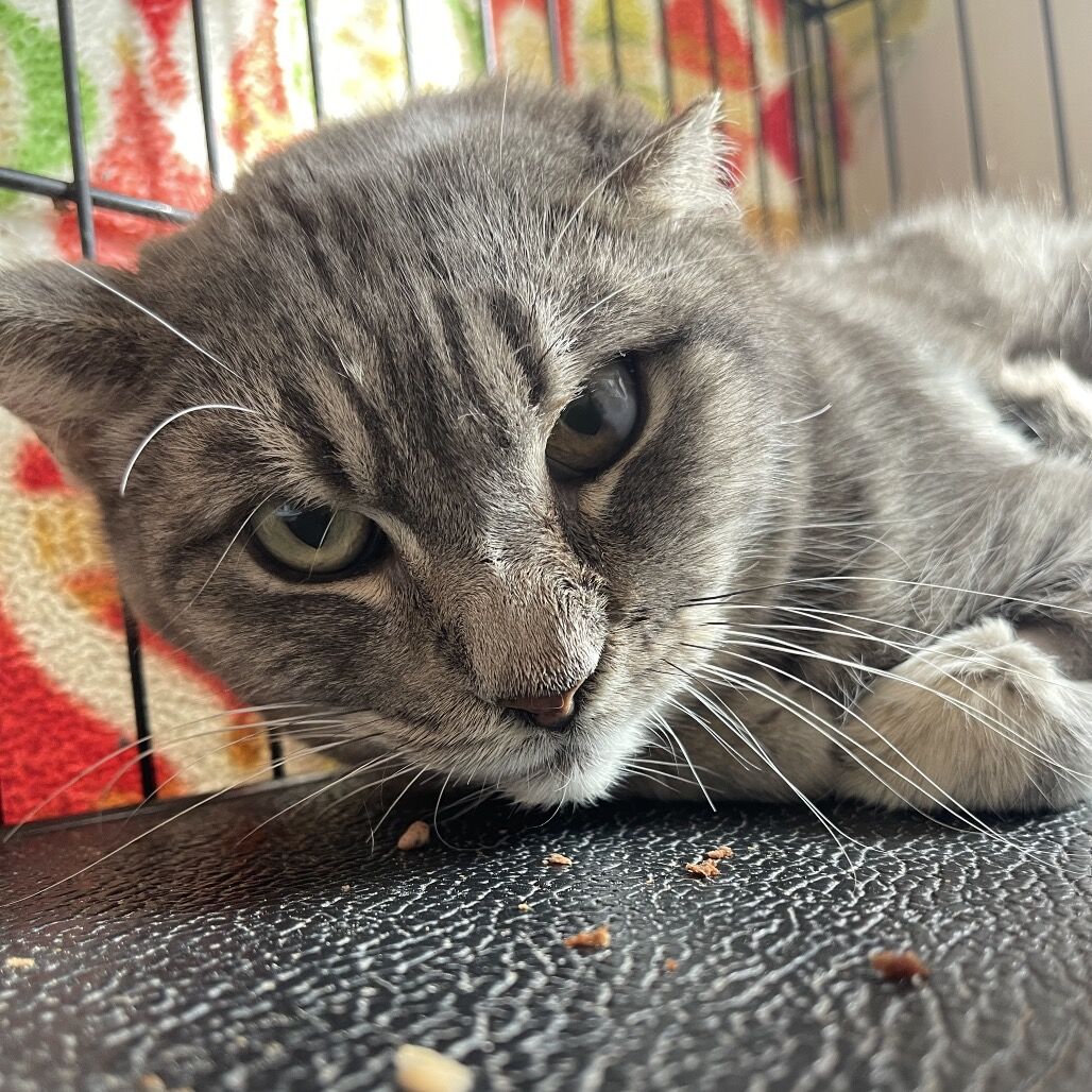 Hello my name is Mark