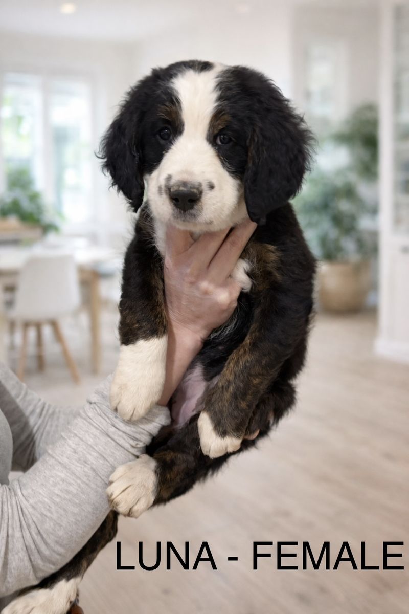 Bernadoodle Puppies