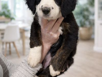 Bernadoodle Puppies