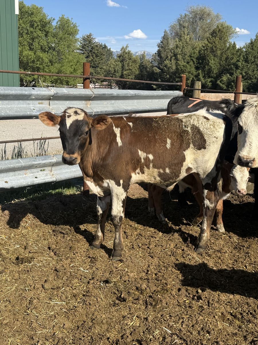 450 pound Pasture steer