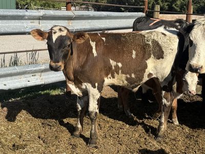 450 pound Pasture steer