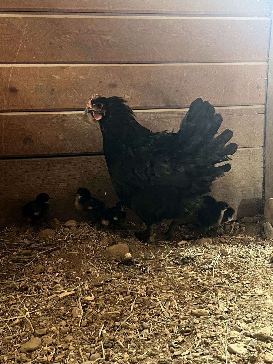 Baby Chicks “French Black Copper Maran”