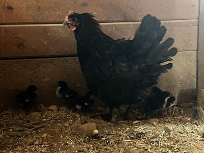 Baby Chicks “French Black Copper Maran”
