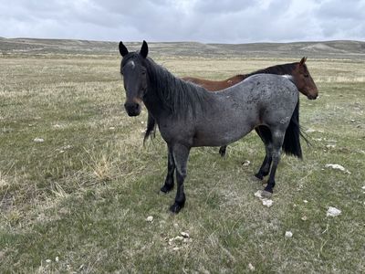 Blue Roan Kid Horse