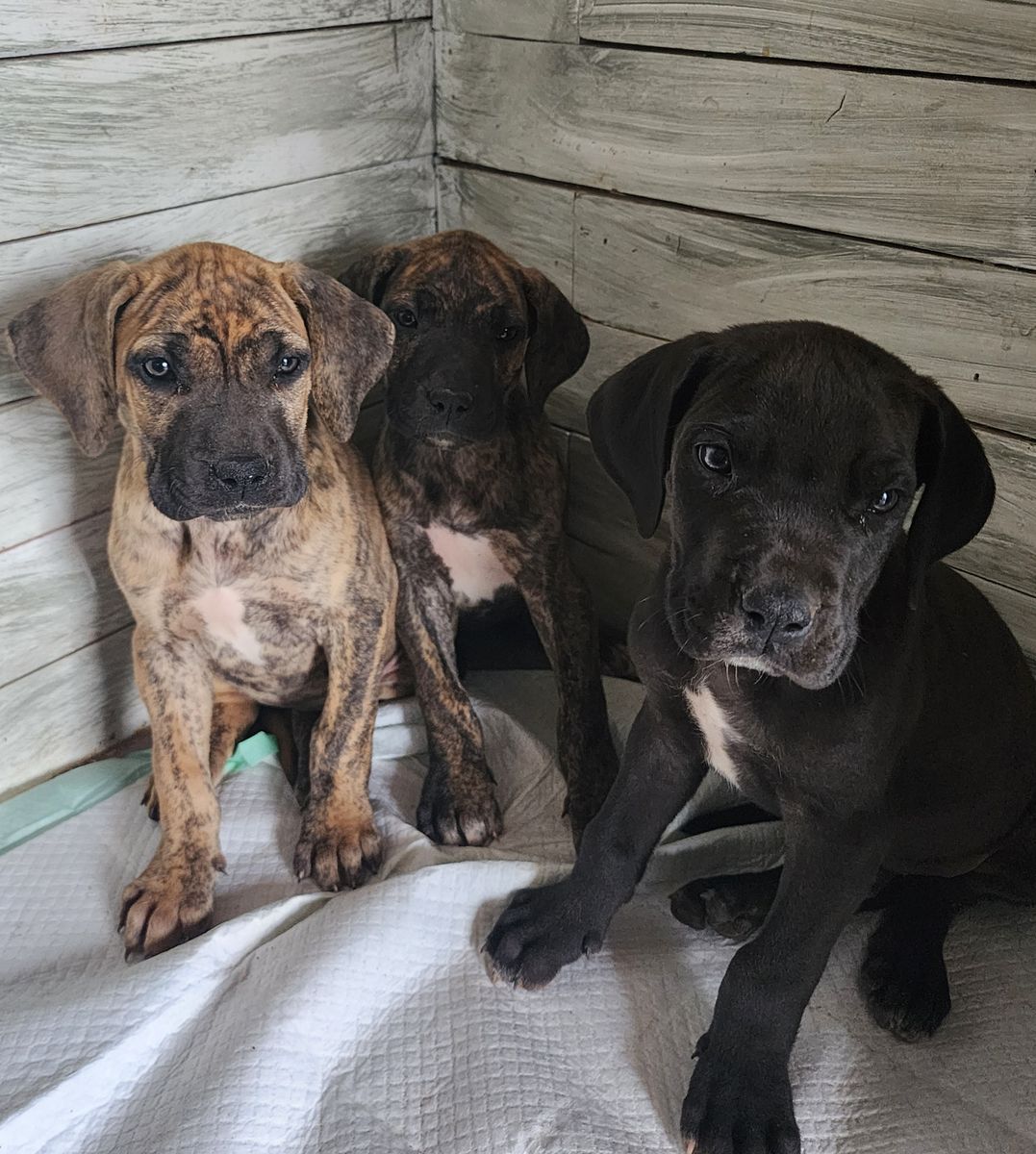 Great dane puppies