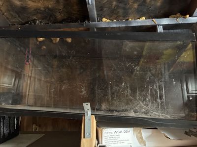 Bearded dragon or reptile enclosure