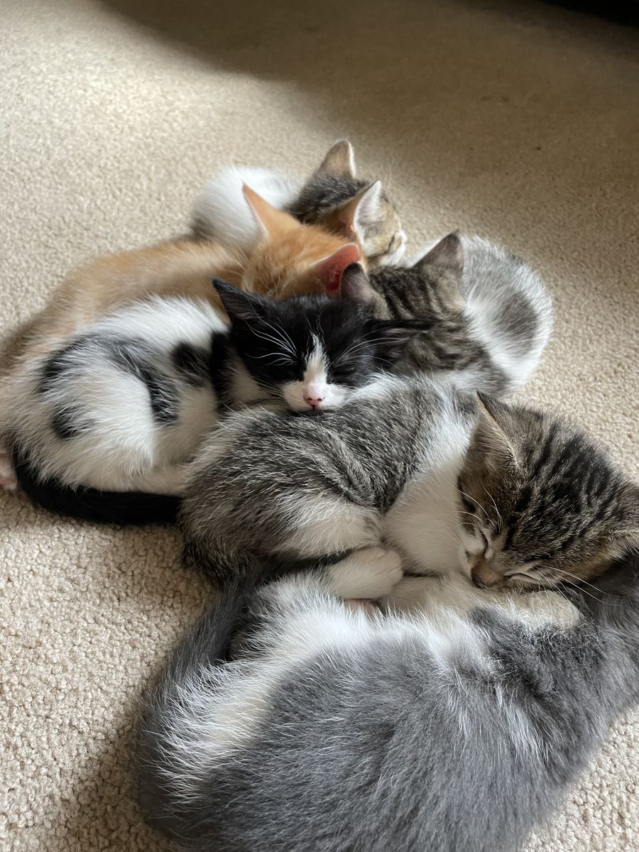 Kittens