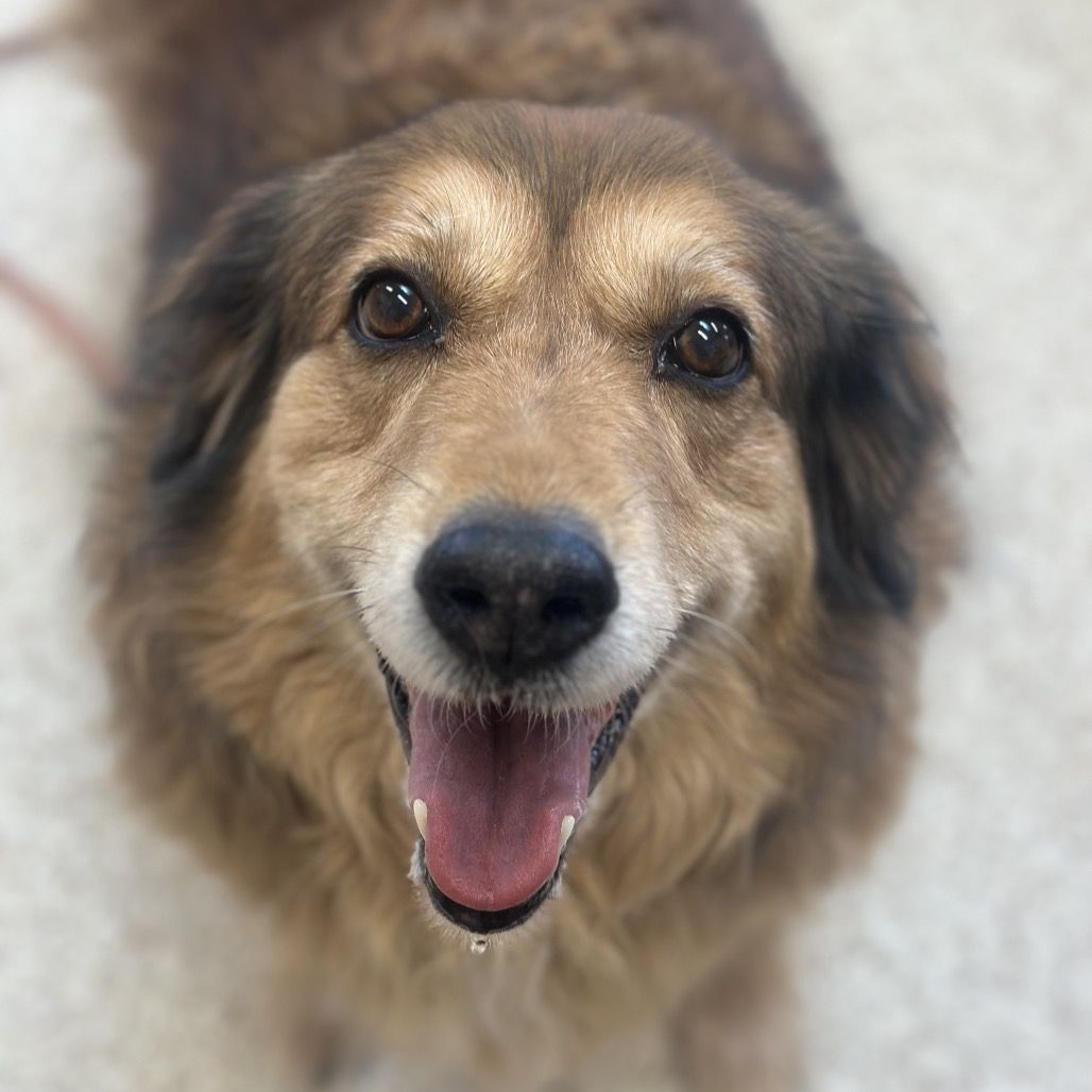 Hello my name is Buttercup