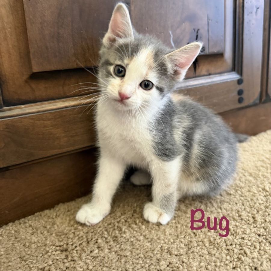 Sweet Kittens For Sale - Ready July 25th