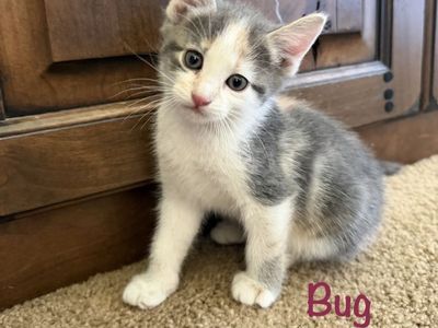 Sweet Kittens For Sale - Ready July 25th