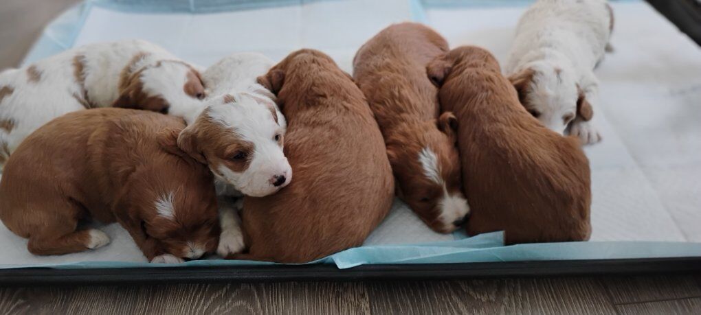 Mini F1 Brittany Doodle puppies