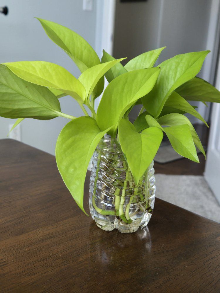 Neon Pothos Plant Cuttings