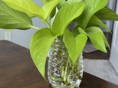 Neon Pothos Plant Cuttings