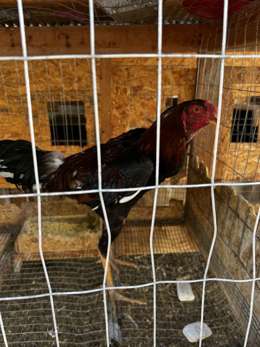 Roosters Indian giant and more