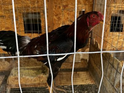 Roosters Indian giant and more