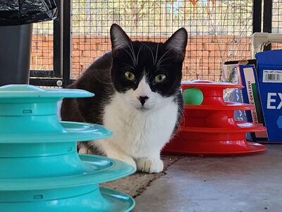 Hello my name is Pepper