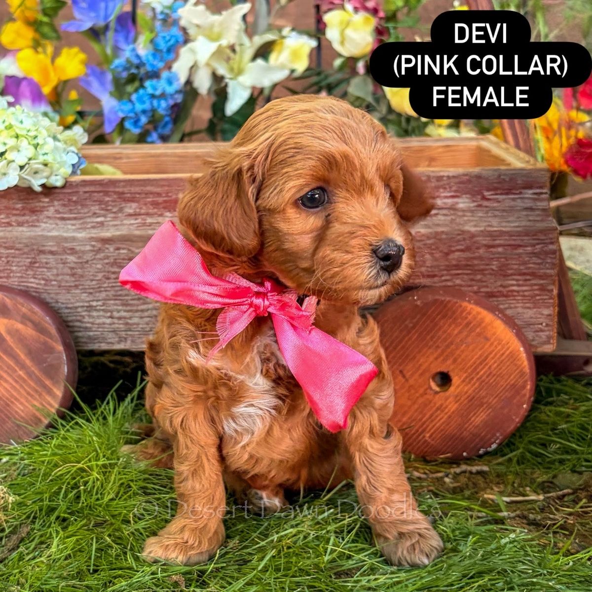 F1b Mini Goldendoodle Puppies