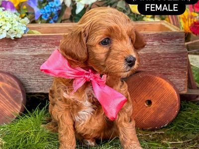 F1b Mini Goldendoodle Puppies