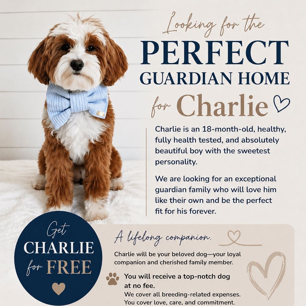 Free 18 Month Old Goldendoodle