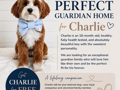 Free 18 Month Old Goldendoodle