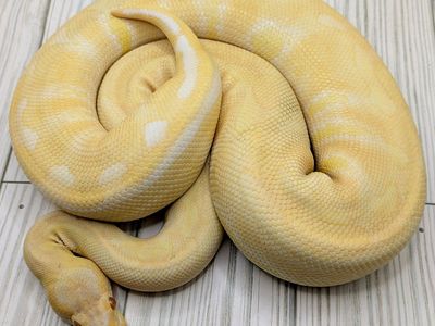 2023 Subadult Female Albino Enchi Ball Python
