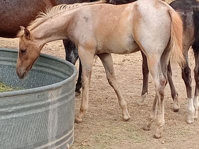 2026 Flashy palomino roan colt/ AQHA