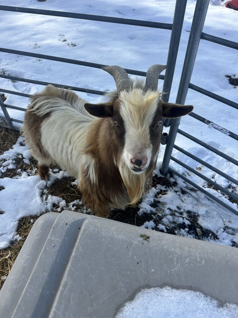Nigerian Dwarf Billy Goat