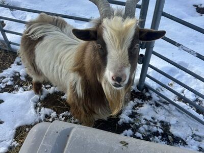 Nigerian Dwarf Billy Goat