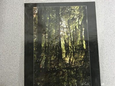 Palmyra picture by DB Walton