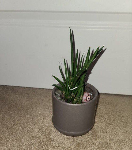 Bamboo Hemp String Live Plant