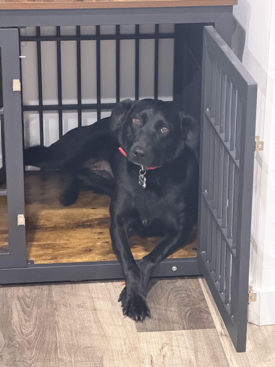 2 year old Lab mix
