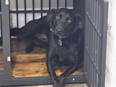 2 year old Lab mix