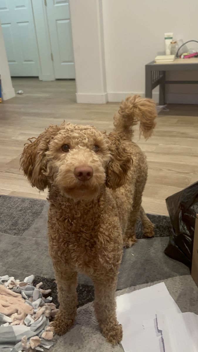 Goldendoodle for rehoming