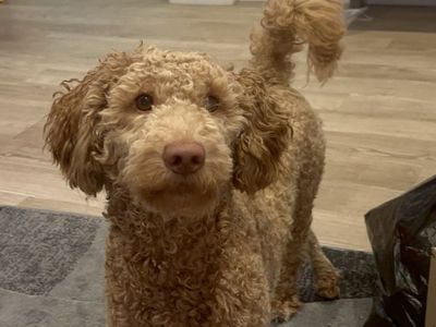 Goldendoodle for rehoming