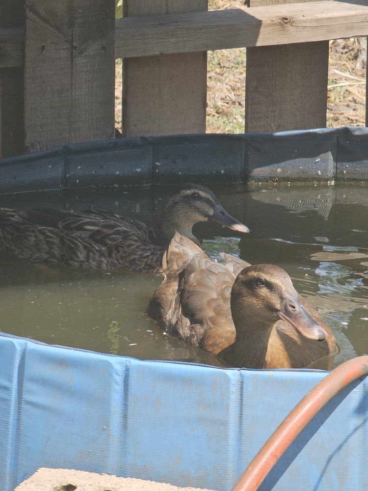 Female Ducks