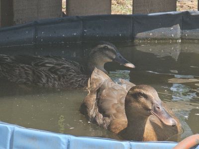 Female Ducks