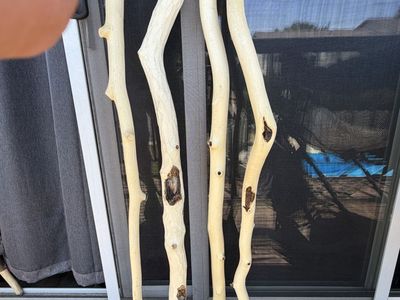 Handmade Quakie Aspen Walking Sticks - Natural Wood, Unique Designs, Set of 4