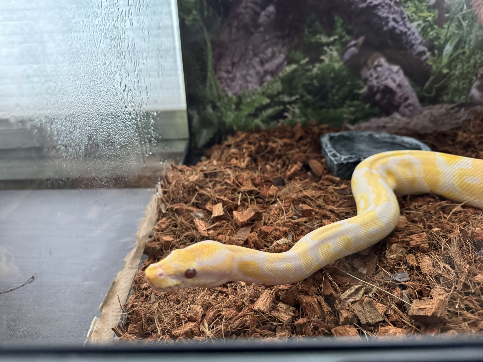Pair of Ball Pythons with Full Setup (Tanks, Heat Pads, Accessories)
