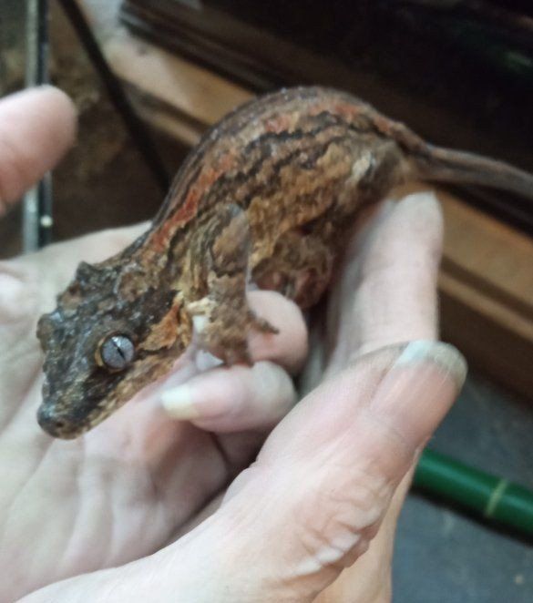 Adult Female Gargoyle Gecko