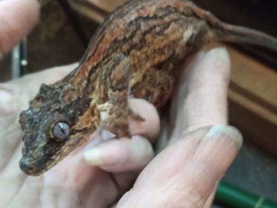 Adult Female Gargoyle Gecko